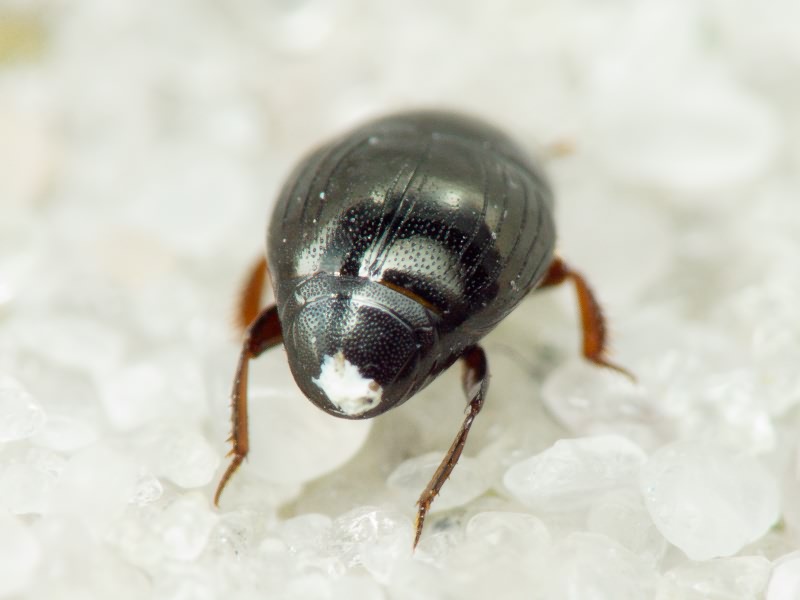 Histeridae Gyllenhal, 1808